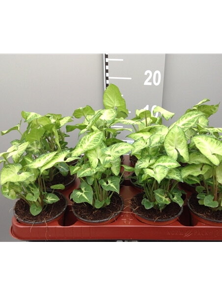 Сингониум Вайт Баттерфляй ⌀12 30 см 