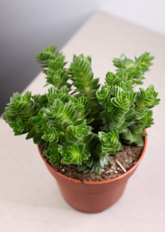 Крассула Эстагнол ⌀8 15 см 