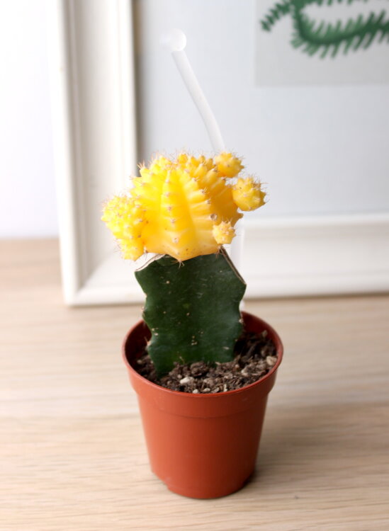 Гимнокалициум жёлтый ⌀5 