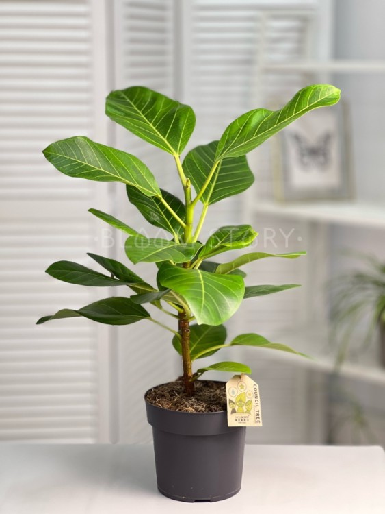 Фикус бенгальский Альтиссима ⌀17 50 см   Фикус бенгальский Альтиссима ⌀17 50 см