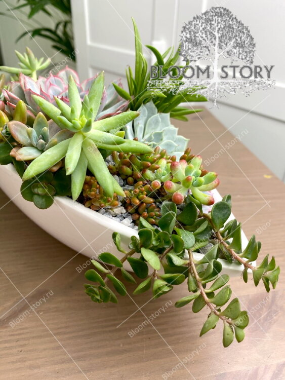 Композиция из суккулентов Ладья 