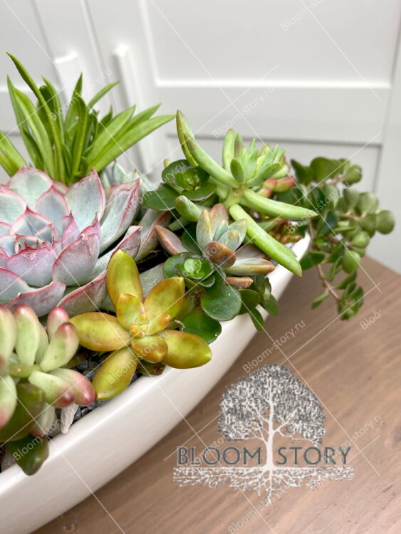 Композиция из суккулентов Ладья 