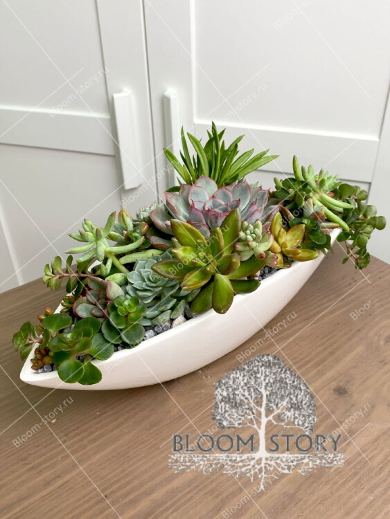 Композиция из суккулентов Ладья 