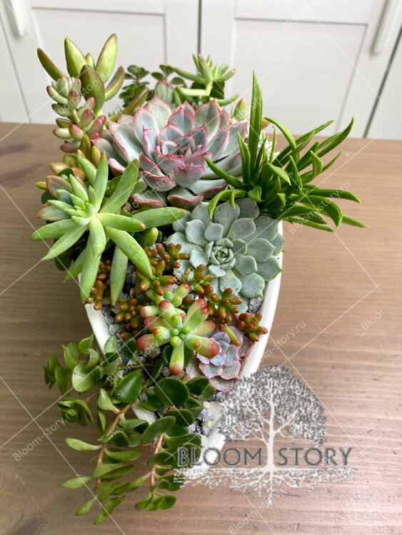 Композиция из суккулентов Ладья 