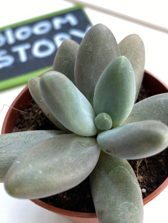 Пахифитум Брактеосум Фиткай ⌀5 