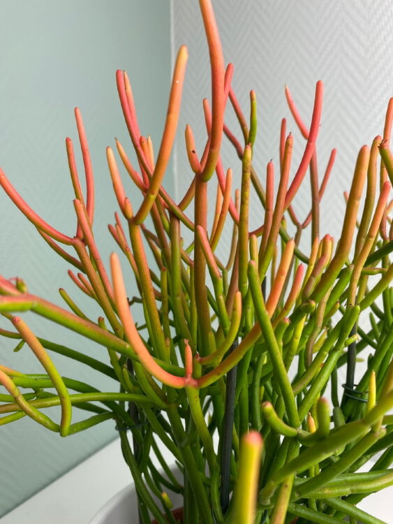 Эуфорбия Тирукалли Страминеус ⌀17 50 см  Эуфорбия Тирукалли Страминеус ⌀17 50 см