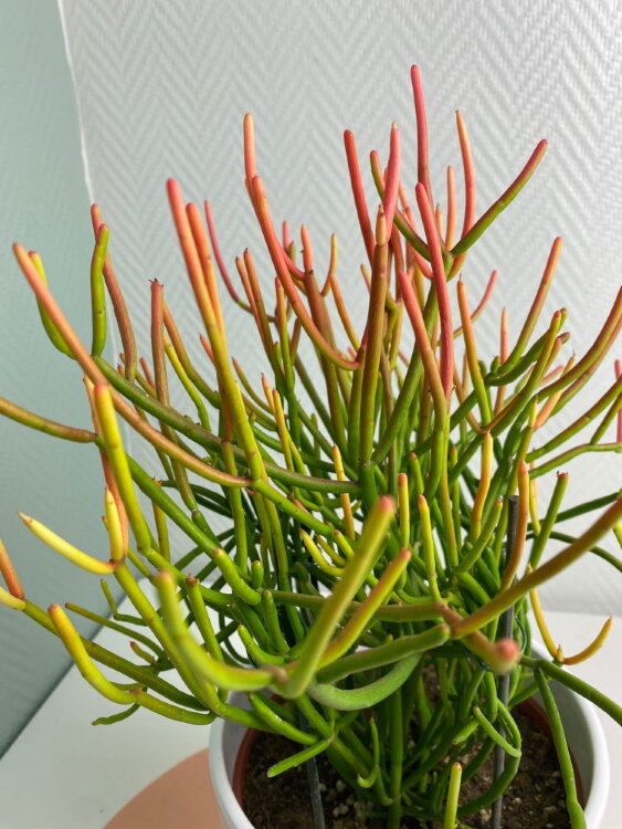 Эуфорбия Тирукалли Страминеус ⌀17 50 см  Эуфорбия Тирукалли Страминеус ⌀17 50 см