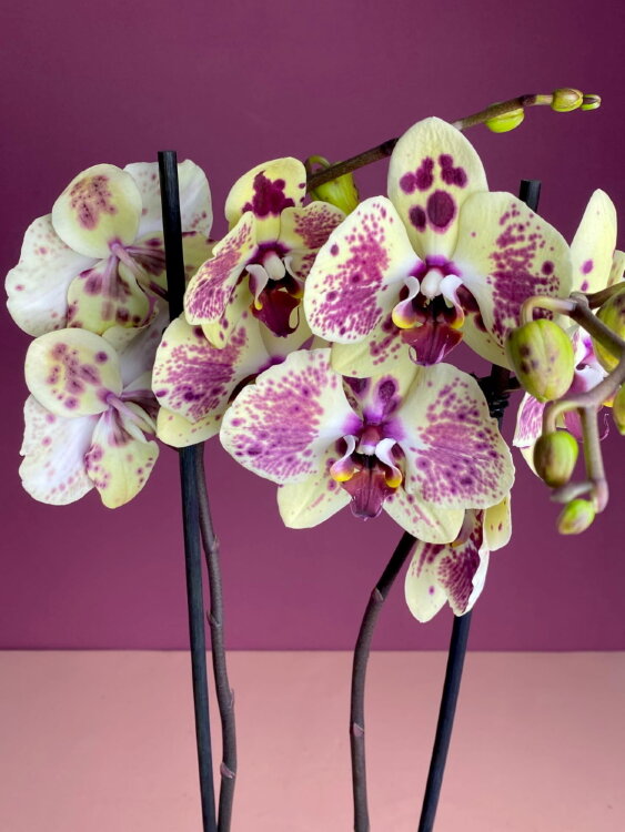 Орхидея Фаленопсис Пунш 2 ст 