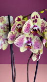 Орхидея Фаленопсис Пунш 2 ст 