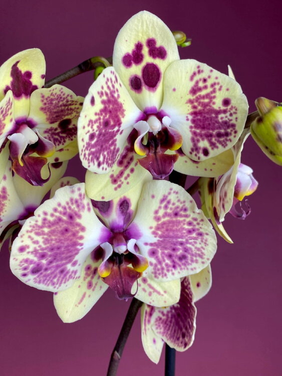 Орхидея Фаленопсис Пунш 2 ст 