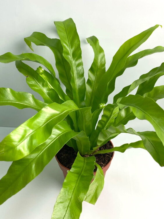 Асплениум Антикум ⌀12 30 см 