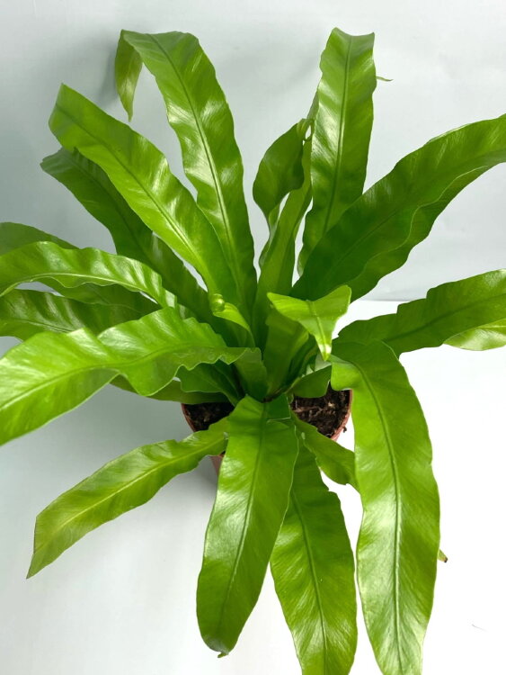 Асплениум Антикум ⌀12 30 см 