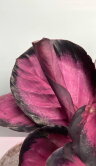 Калатея Розеопикта Рози ⌀12 35 см 