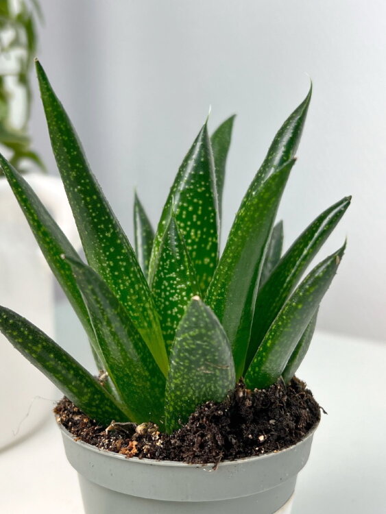 Гастералоэ Роял Принцесс ⌀5 