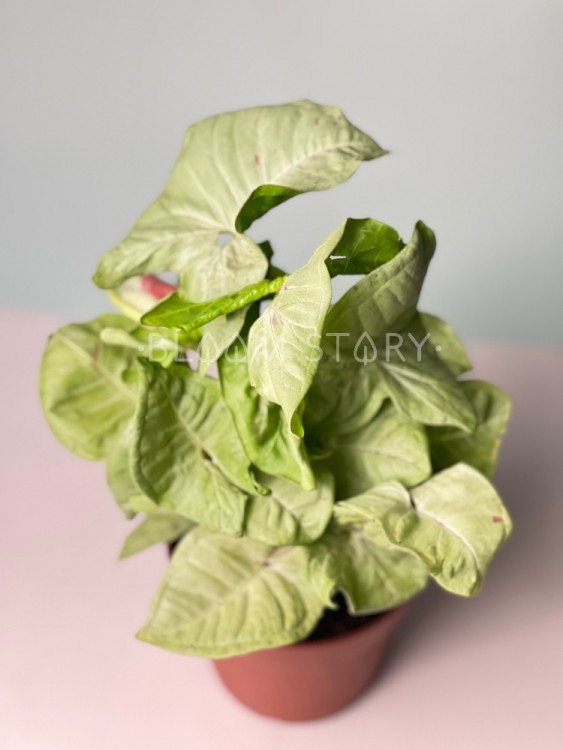 Сингониум Милк Конфетти ⌀12 35 см 