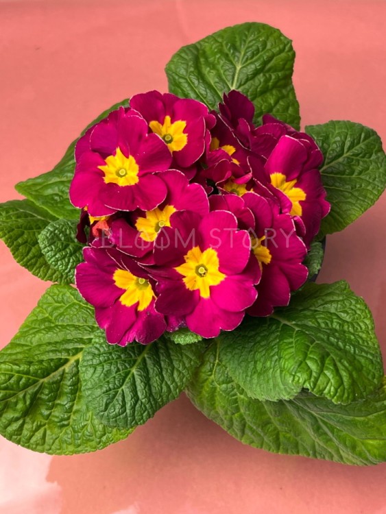 Примула Акаулис малиновая ⌀10 15 см  Примула Акаулис малиновая ⌀10 15 см