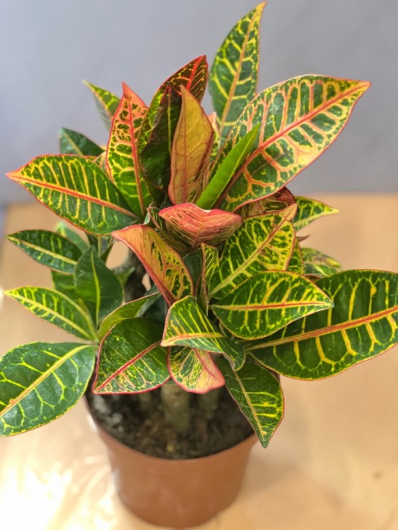 Кротон Петра бранч ⌀15 45 см  Кротон Петра бранч ⌀15 45 см