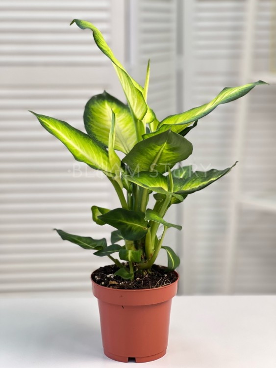 Диффенбахия Саммер Стайл ⌀12 35 см 