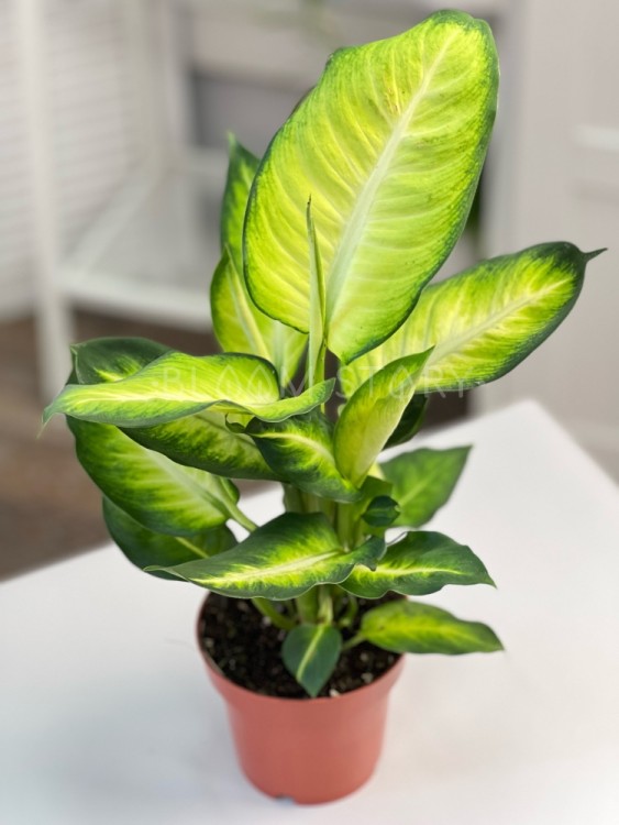 Диффенбахия Саммер Стайл ⌀12 35 см 