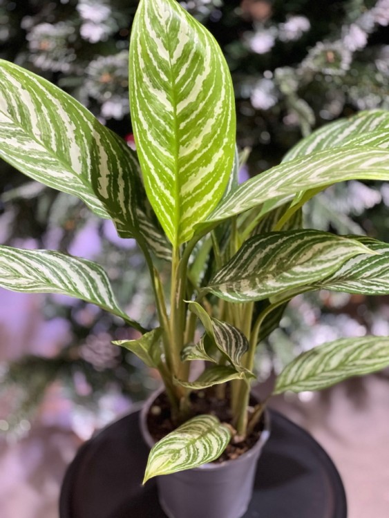 Аглаонема Страйпс ⌀17 60 см 