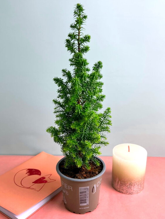 Кипарисовик Топ Пойнт ⌀9 30 см 