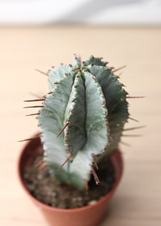 Эуфорбия Хоррида ⌀5 