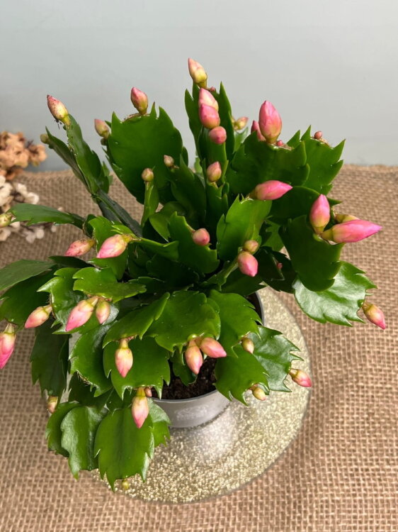 Декабрист розовый ⌀13 