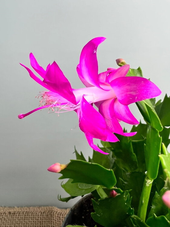 Декабрист розовый ⌀13 