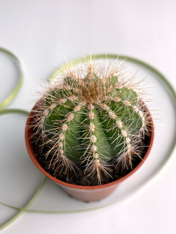 Нотокактус Вараси ⌀5 