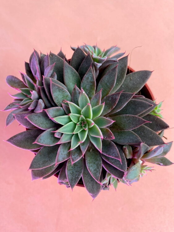 Граптопеталум Расби 