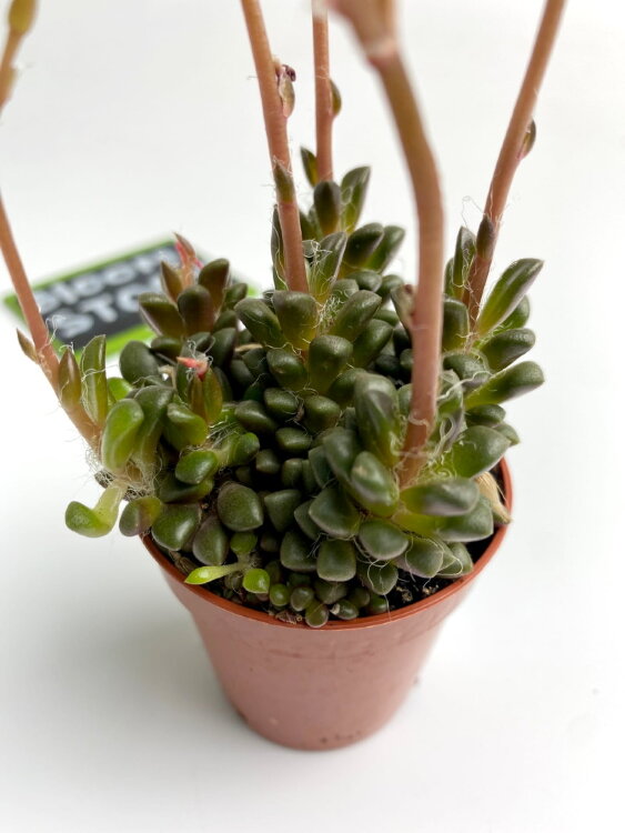 Анакампсерос Руфесценс ⌀5 