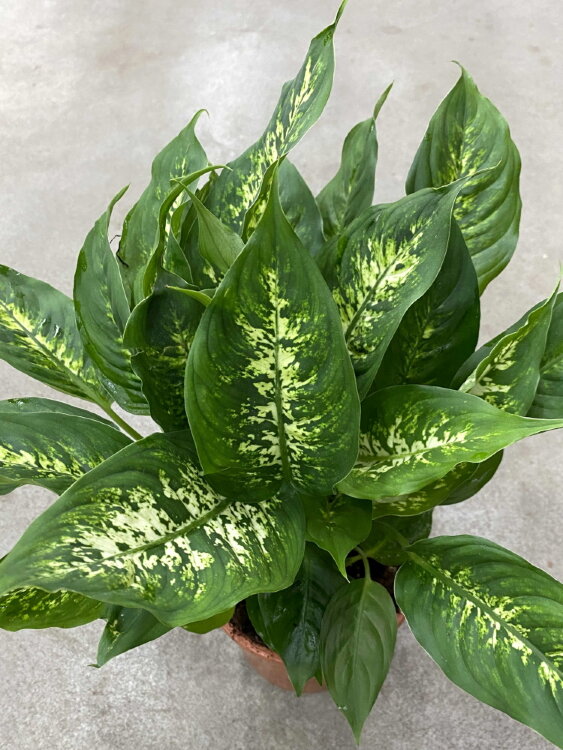 Диффенбахия Компакта ⌀17 60 см 