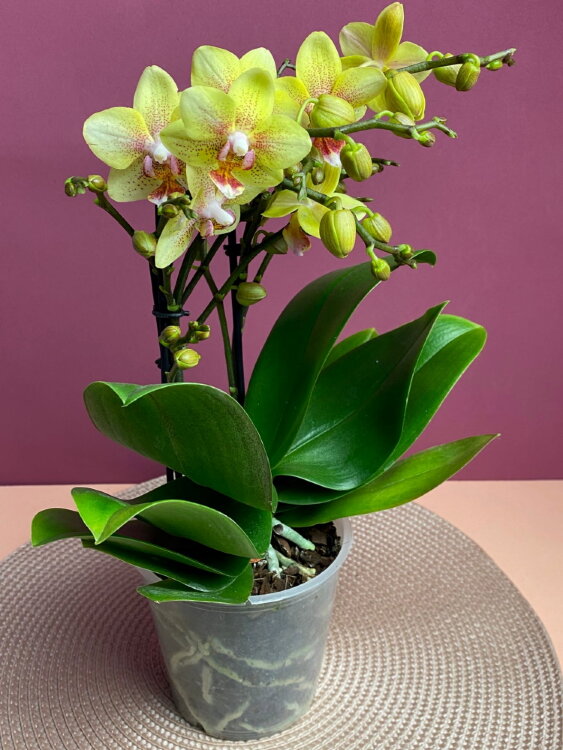 Орхидея Мультифлора Бразер Лоуренс 