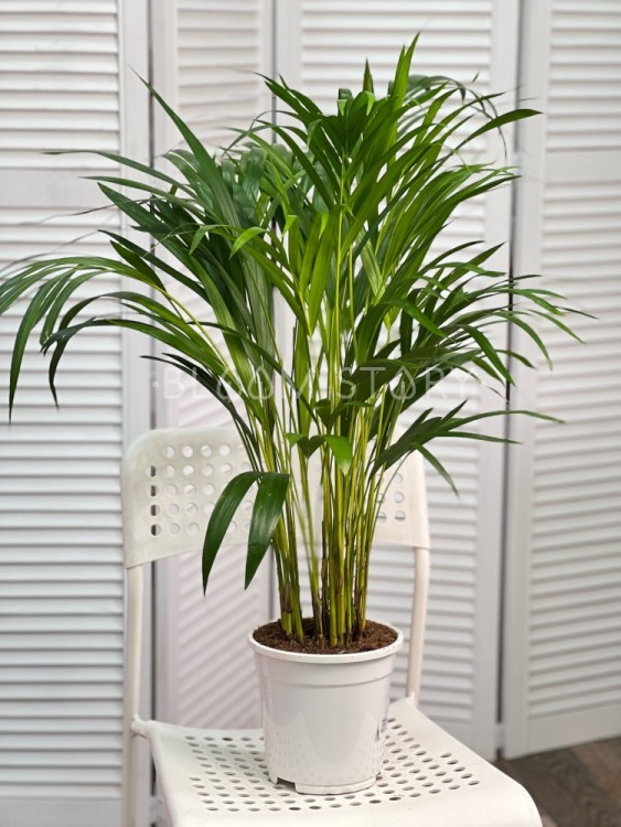 Хризалидокарпус (Арека) ⌀17 90 см 