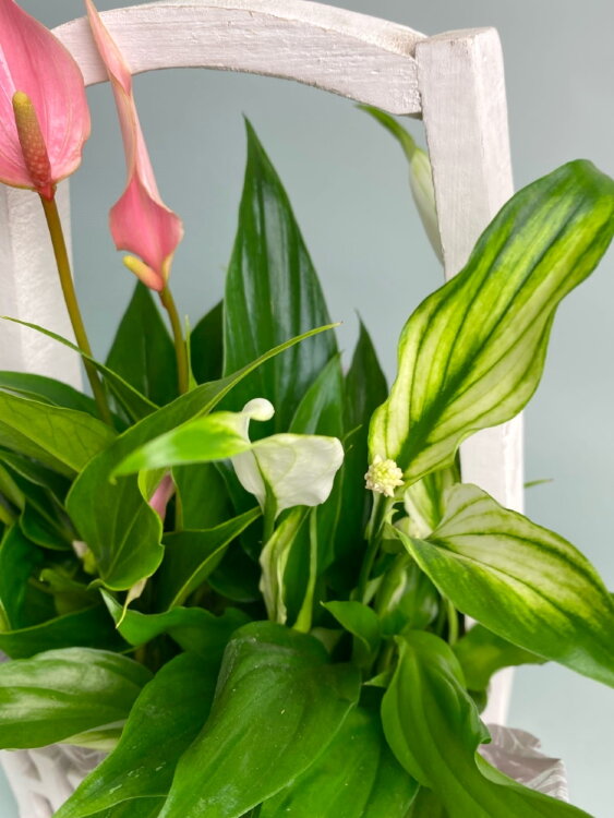 Спатифиллум и Антуриум в корзине с ручкой 