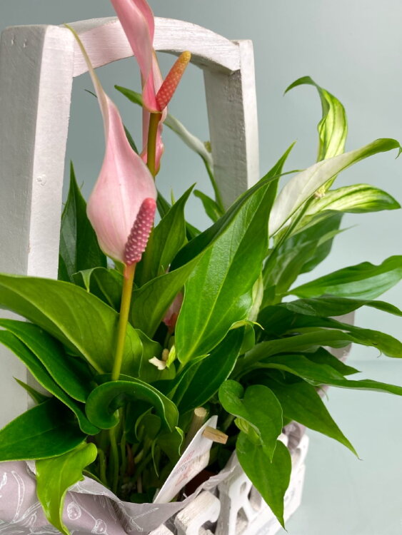 Спатифиллум и Антуриум в корзине с ручкой 
