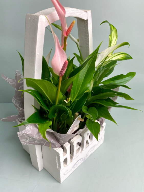 Спатифиллум и Антуриум в корзине с ручкой 