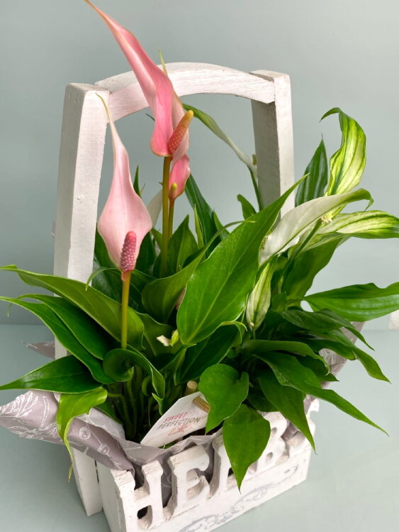 Спатифиллум и Антуриум в корзине с ручкой 