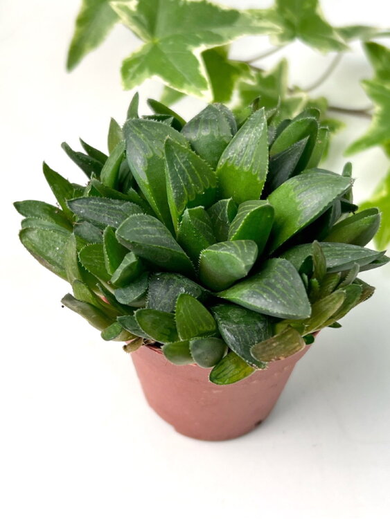 Хавортия Ретуза ⌀5 