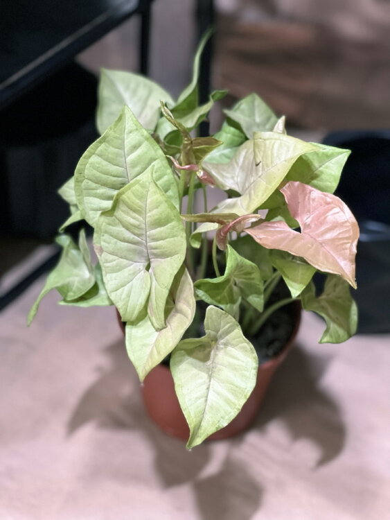 Сингониум Пинк Спот ⌀14 30 см  Сингониум Пинк Спот ⌀14 30 см