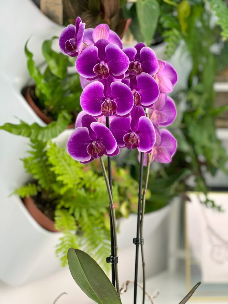 Орхидея Фаленопсис Претория ⌀12 60 см купить в Москве с доставкой | Магазин  растений Bloom Story (Блум Стори)