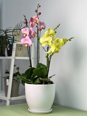 Композиция из орхидей в белой базовой керамике