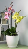 Композиция из орхидей в белой базовой керамике 