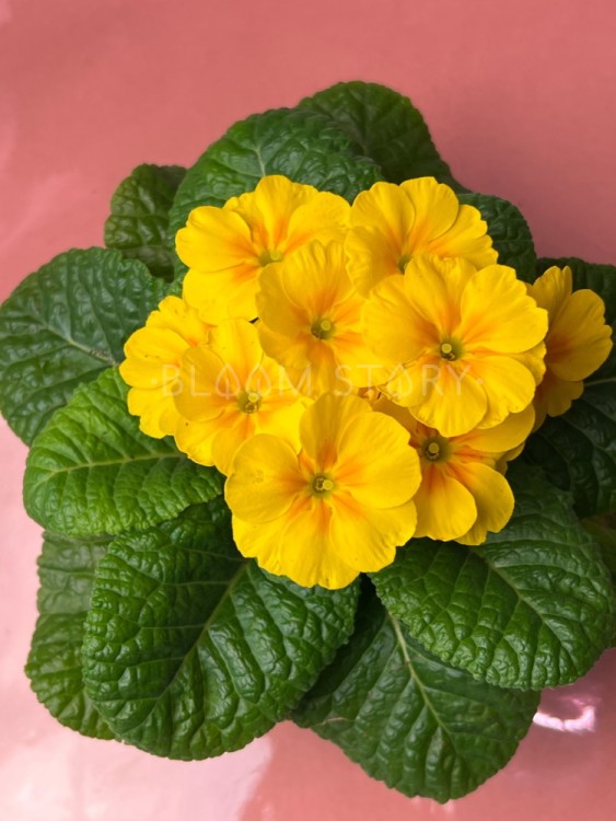 Примула Акаулис жёлтая ⌀10 15 см 