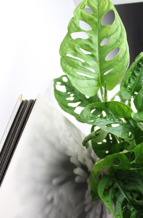 Монстера Обликва Манки Маск ⌀12 25 см 