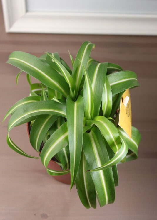 Хлорофитум Бонни ⌀12 25 см 