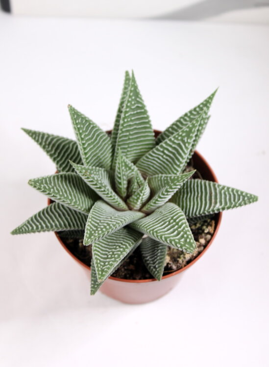 Хавортия Спайдер Вайт ⌀8 