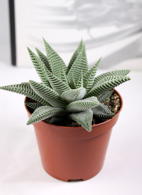 Хавортия Спайдер Вайт ⌀8 