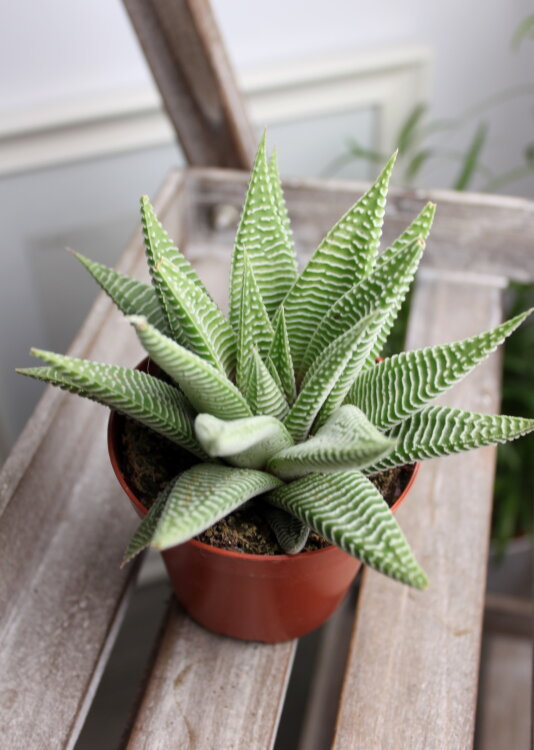 Хавортия Спайдер Вайт ⌀8 