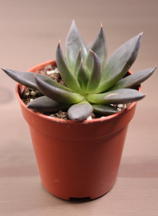 Эхеверия Аффинис ⌀5 